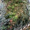 Abies concolor 'Candicans', leaves