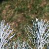 Abies concolor 'Candicans', leaves