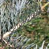 Abies concolor 'Candicans', leaves