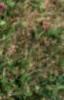 Abies concolor 'Candicans', leaves