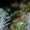 Abies concolor 'Candicans', leaves