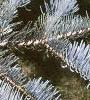 Abies concolor 'Candicans', leaves