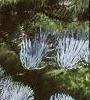 Abies concolor 'Candicans', leaves