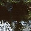 Abies concolor 'Candicans', leaves
