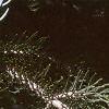 Abies concolor 'Candicans', leaves