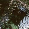 Abies concolor 'Candicans', leaves