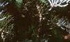 Abies concolor 'Candicans', leaves