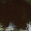 Abies concolor 'Candicans', leaves