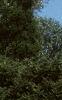 Abies concolor 'Compacta', habit