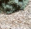 Abies concolor 'Compacta', habit