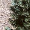 Abies concolor 'Compacta', habit