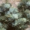 Abies concolor 'Compacta', habit