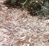 Abies concolor 'Compacta', habit