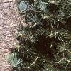 Abies concolor 'Compacta', habit