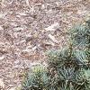 Abies concolor 'Compacta', habit