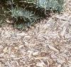 Abies concolor 'Compacta', habit