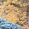 Abies concolor 'Compacta', habit