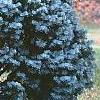 Abies concolor 'Compacta', habit