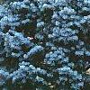Abies concolor 'Compacta', habit