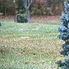 Abies concolor 'Compacta', habit