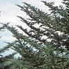 Abies fraseri, habit