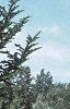 Abies fraseri, habit