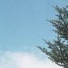 Abies fraseri, habit