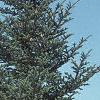 Abies fraseri, habit