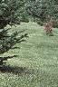 Abies fraseri, habit