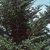 Abies fraseri, habit