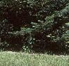 Abies fraseri, habit