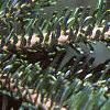 Abies fraseri, leaves