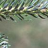 Abies fraseri, leaves