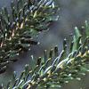 Abies fraseri, leaves