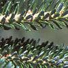 Abies fraseri, leaves