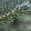 Abies fraseri, leaves