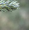 Abies fraseri, leaves