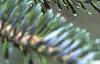 Abies fraseri, leaves