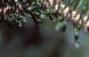 Abies fraseri, leaves