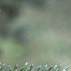 Abies fraseri, leaves