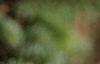 Abies fraseri, leaves