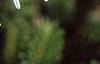 Abies fraseri, leaves
