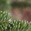 Abies fraseri, leaves