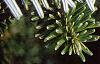 Abies fraseri, leaves