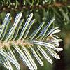 Abies fraseri, leaves