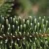 Abies fraseri, leaves