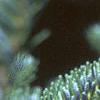 Abies fraseri, fruit