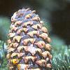 Abies fraseri, fruit