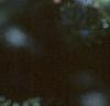 Abies fraseri, fruit