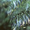 Abies fraseri, fruit